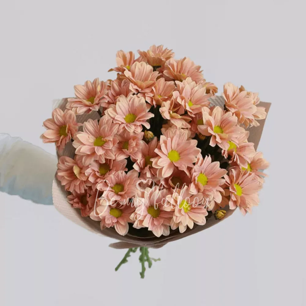 Пастельные распускающиеся хризантемы